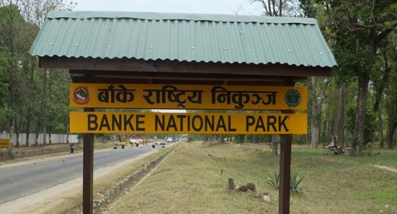 बाँके राष्ट्रिय निकुञ्जमा बाघ र आहारा प्रजातिको सर्वेक्षण शुरू