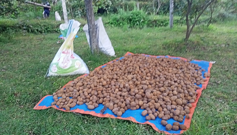 बागलुङको किबी बुटबलदेखि काठमाडौंसम्म