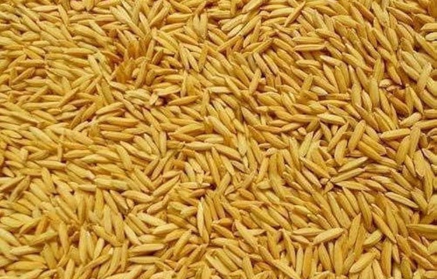 कैलालीमा तीन लाख २४ हजार मेट्रिकटन धान उत्पादन