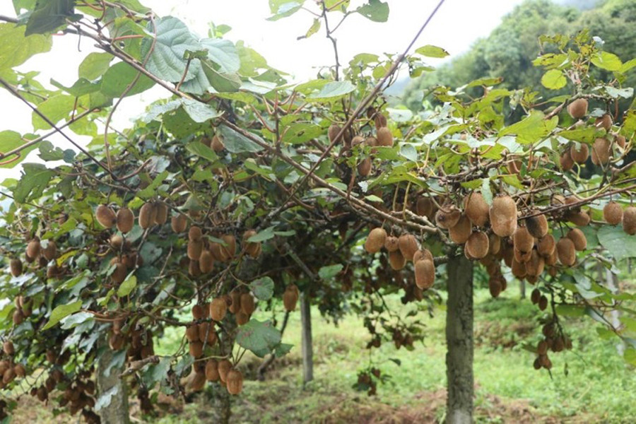 रुकुमपूर्वमा उत्पादित किवीले बजार पाएन
