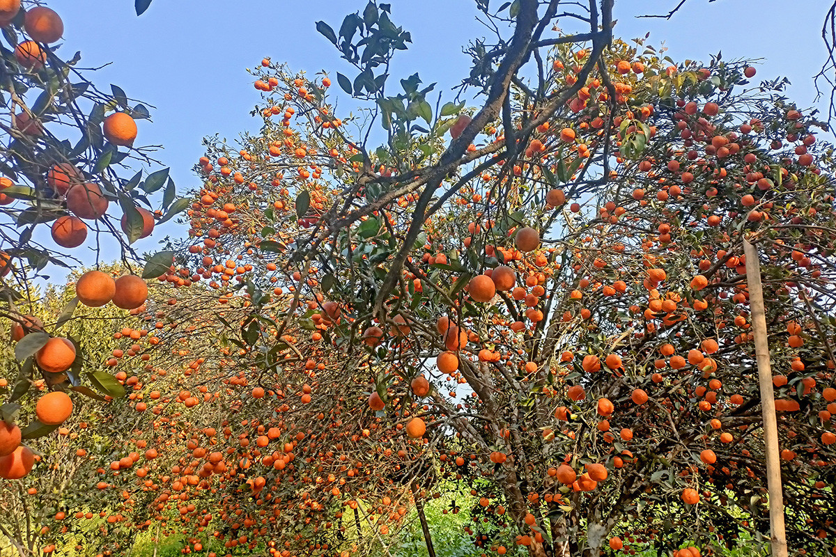 स्याङ्जाबाट एक अर्ब १२ करोडको सुन्तला बिक्री, प्रतिकेजी ५६ रुपैयाँ !