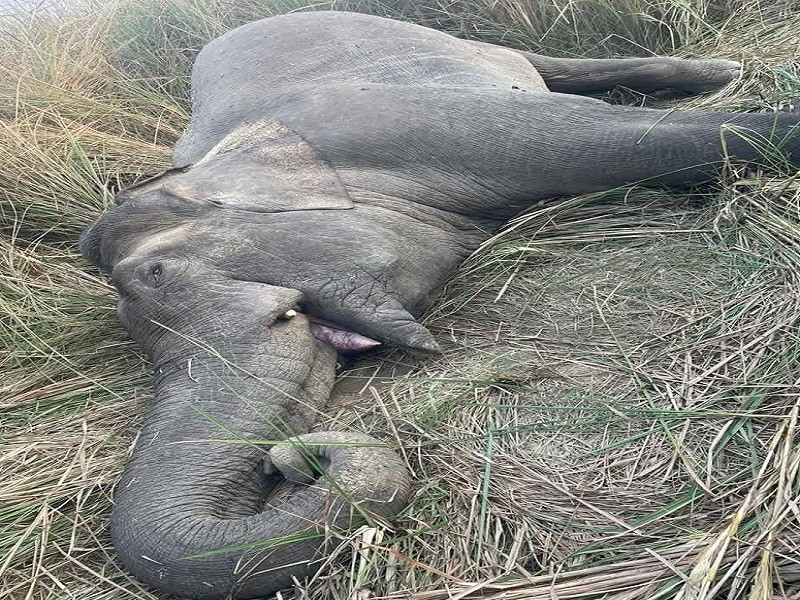 चितवन राष्ट्रिय निकुञ्जमा मकुना हात्ती मारिएको प्रकरणमा छानबिन समिति गठन