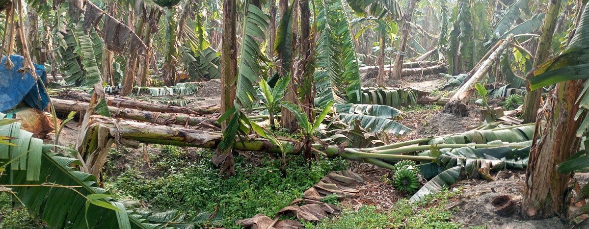 हावाहुरीबाट लाखौँको केरा खेतीमा क्षति, किसान निराश