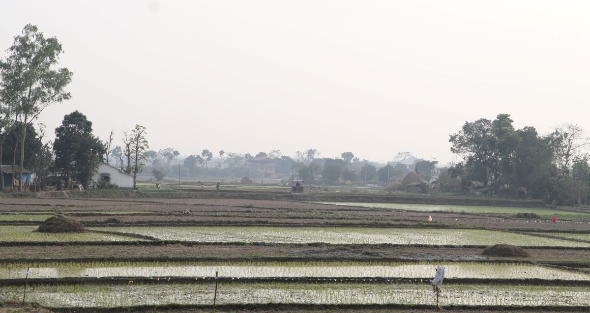 नवलपरासीका किसान चैते धान रोप्न व्यस्त