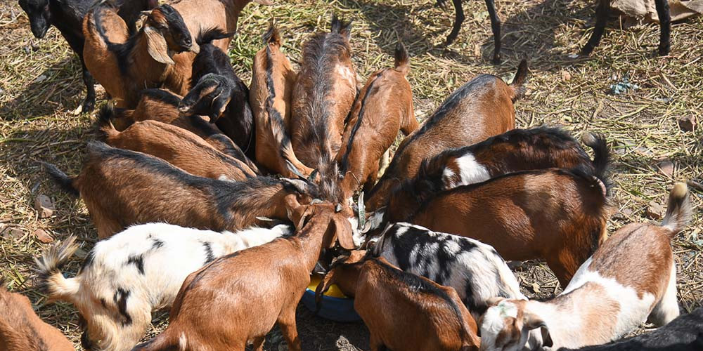 खसीको मासुको मूल्य प्रतिकिलो छ सय तोकियो