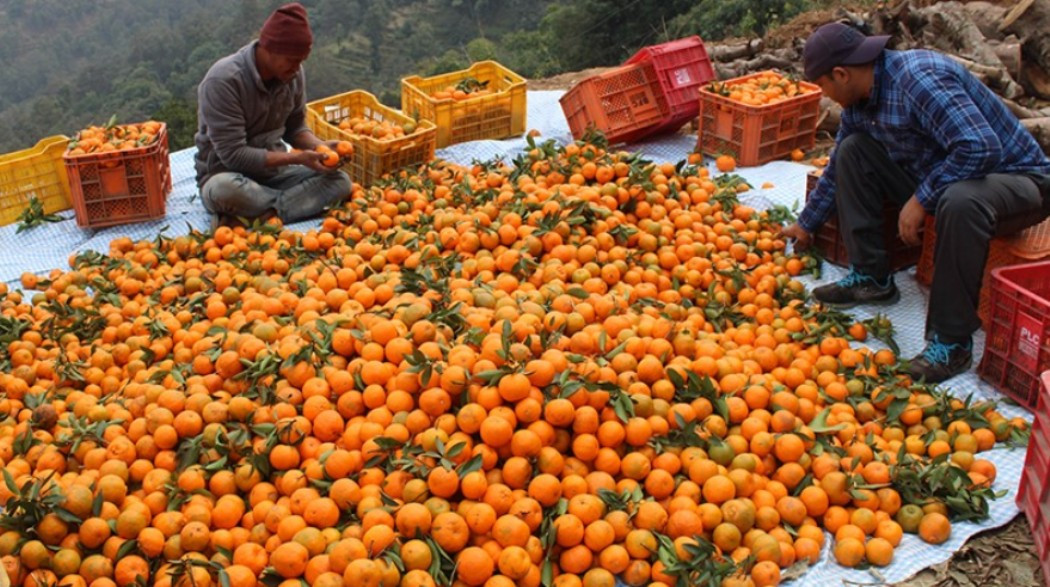 दश करोडको सुन्तला बिक्री
