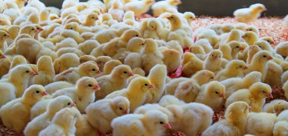 दुई सय ३६ ह्याचरी उद्योग बन्द