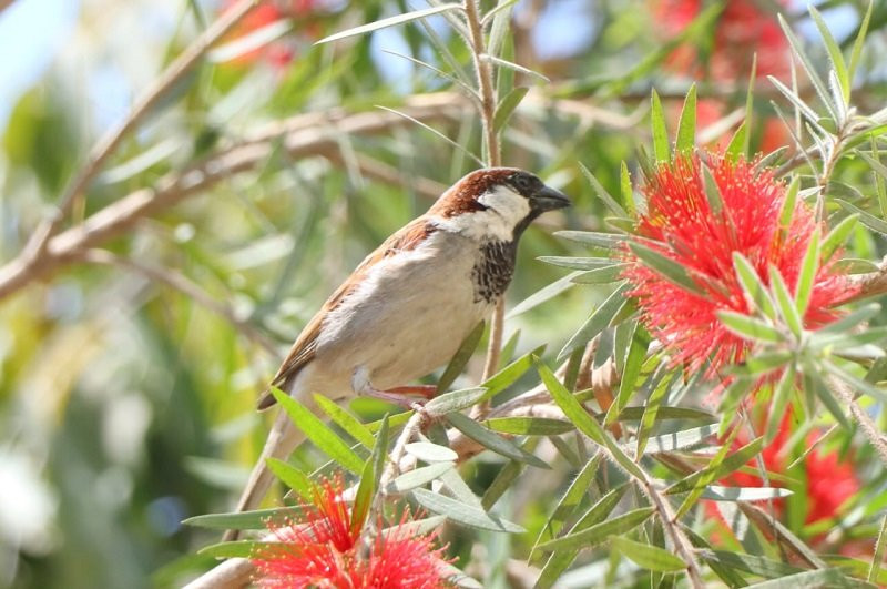 बासस्थान मासिँदै गएपछि भँगेराको सङ्ख्या वर्षेनि घट्दो