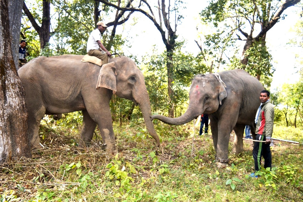 हात्तीको आक्रमणबाट माउतेको मृत्यु