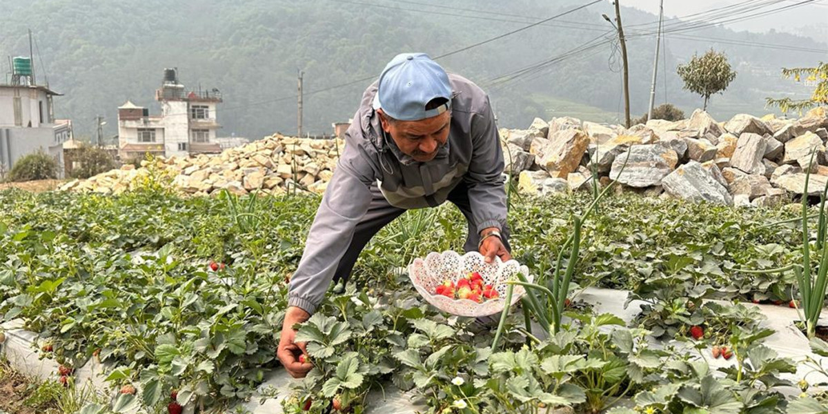 बनेपा र ककनीमा स्ट्रबेरी खेती, वार्षिक ३० लाख आम्दानी