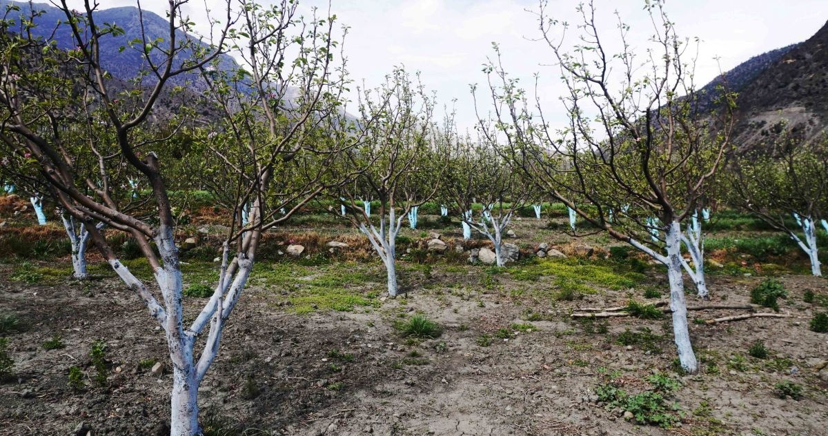 फुल्दै गरेको स्याउका बोटमा वर्षाले असर