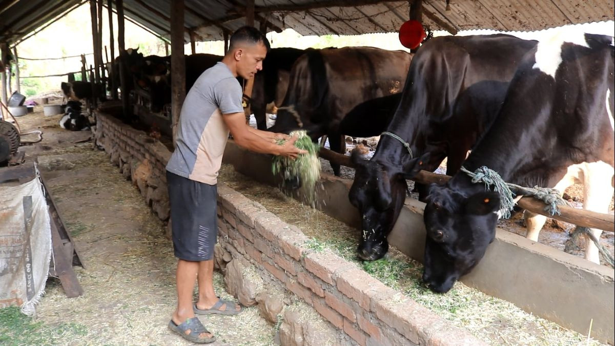 गाईपालन व्यवसायबाट मनग्य आम्दानी
