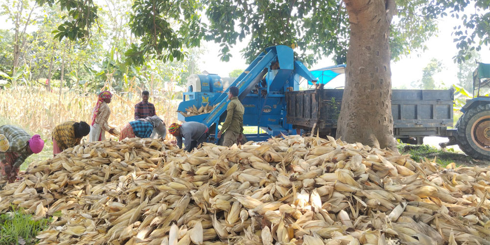 मकैको उत्पादन र उत्पादकत्व बढ्दै