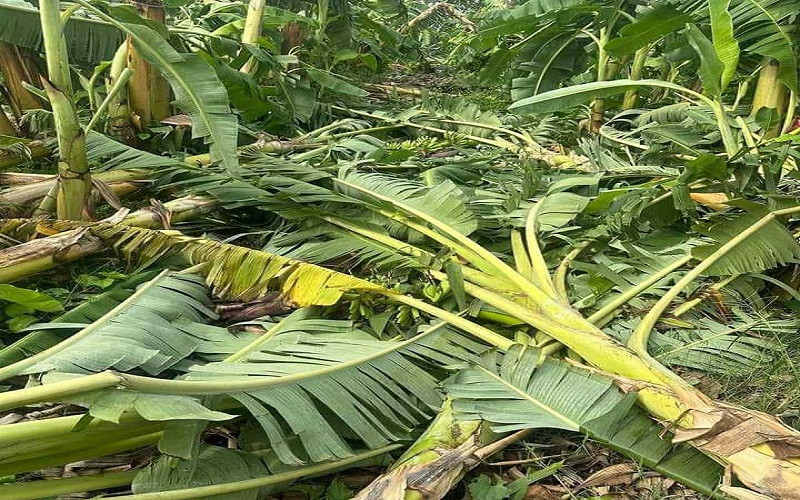 हावाहुरीका कारण चितवनमा झन्डै २० प्रतिशत केराखेतीमा क्षति