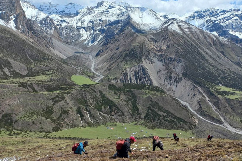 यार्सागुम्बा टिप्न गएका युवकको लेक लागेर मृत्यु