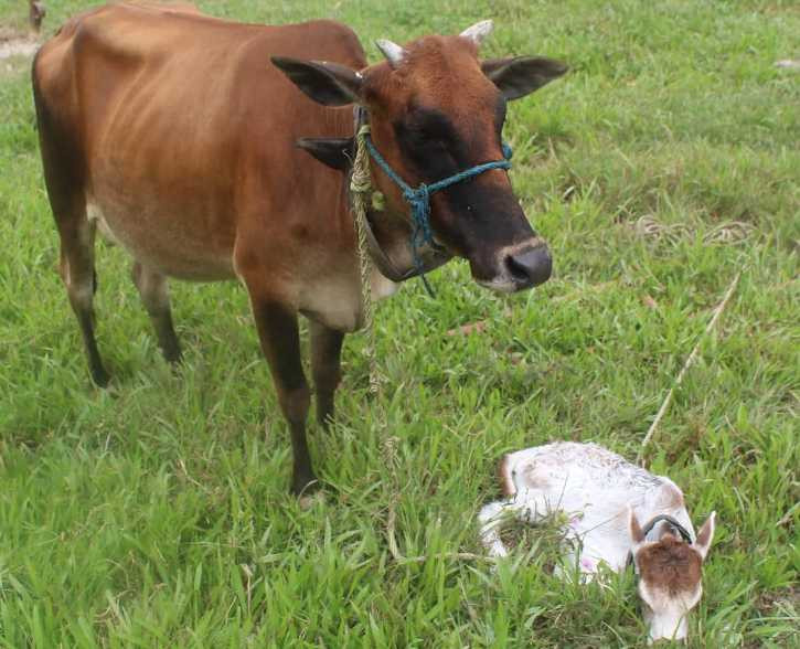 स्थानीय जातका गाई जाेगाउन गुल्मीमा किसानलाई प्रसूति भत्ता