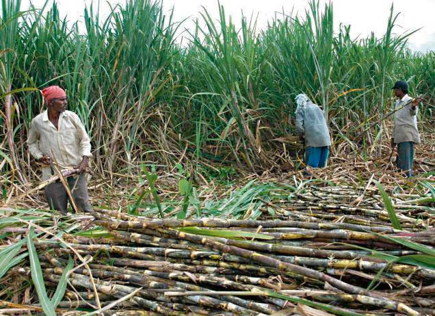 उखु उत्पादक किसानलाई १ अर्ब ६० करोड रुपैयाँ अनुदान उपलब्ध गराउन माग