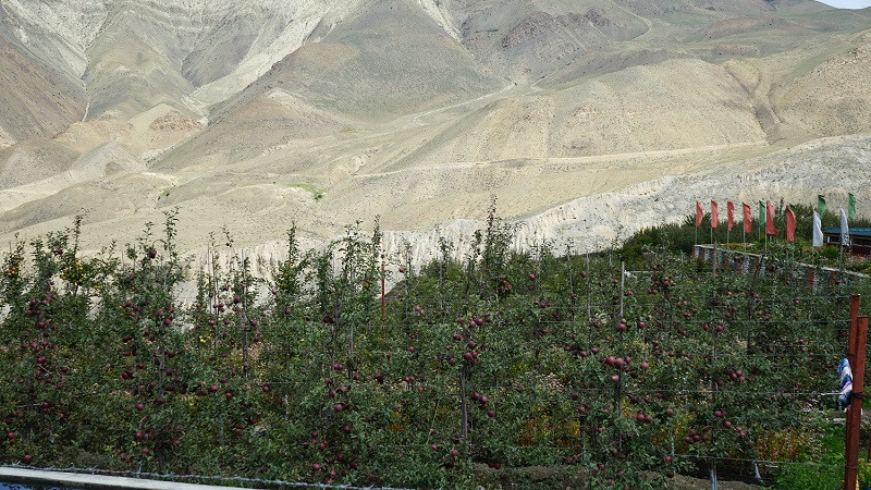 मुस्ताङको घमीमा स्याटलाइट कृषि फार्म स्थापना गरिने