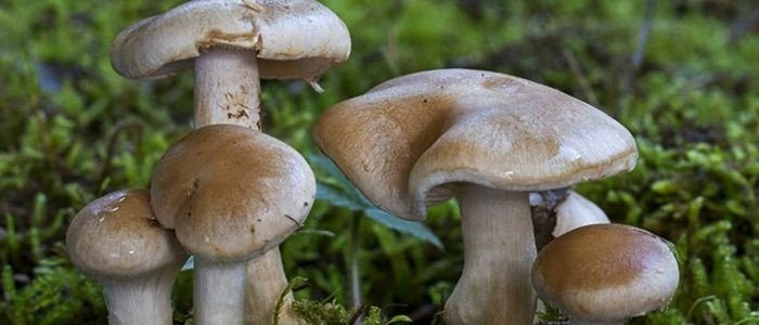 गुल्मीमा विषालु च्याउ खाँदा एकै परिवारका ३ जना बिरामी
