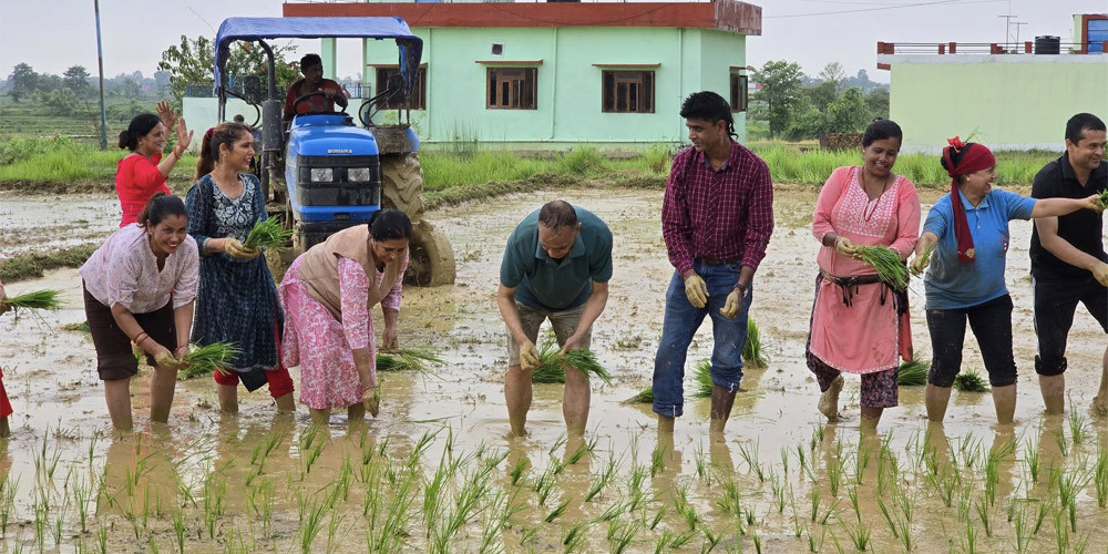 रुपन्देहीमा ४५ प्रतिशत रोपाइँ सम्पन्न