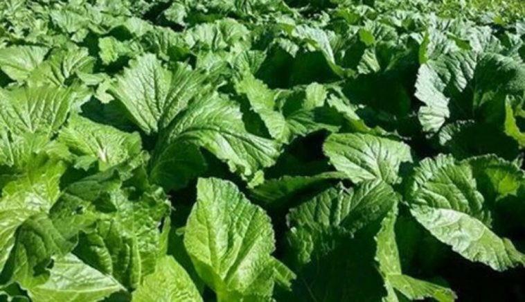 रायोको सागमा भेटियो अत्यधिक मात्रामा विषादी