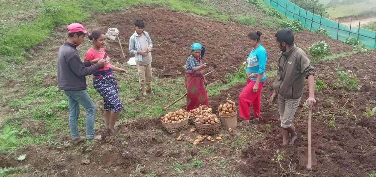 आलु बिक्री गर्न कोसेली घर सञ्चालन