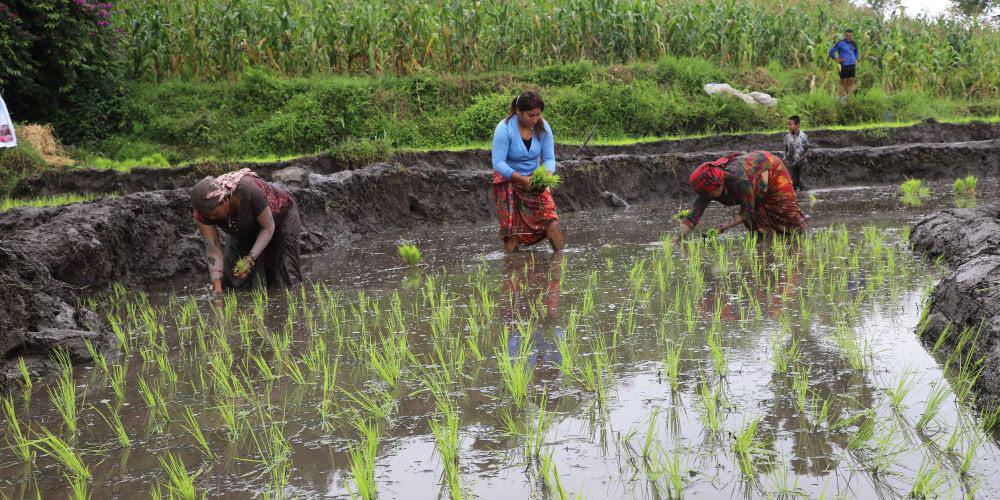 ताप्लेजुङमा ३९.६३ प्रतिशत धान रोपाइँ