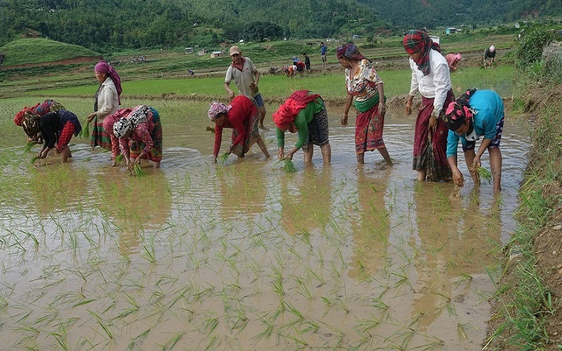 तराई/मधेशका किसान धान रोपाइँमा व्यस्त : छिटो पाक्ने जातहरु लगाउन विज्ञको सल्लाह