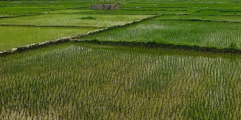 कर्णालीमा ९६ प्रतिशत धान रोपाइँ