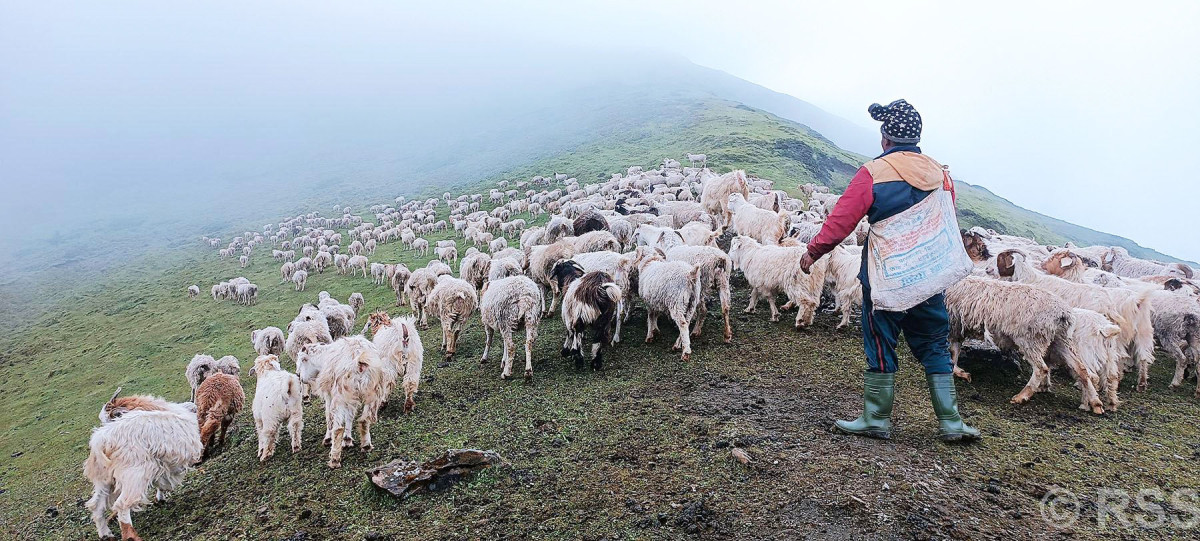 उच्च हिमाली लेकमा भेडी गोठ