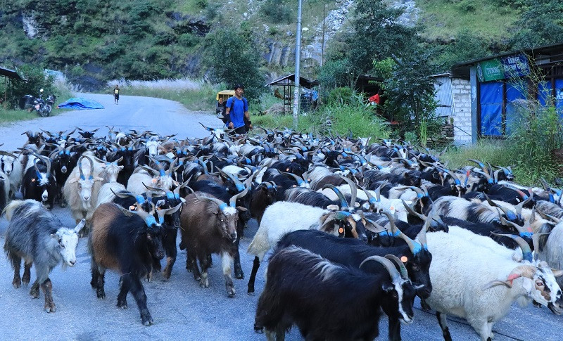 दशैँका लागि हिमाली क्षेत्रबाट भेडाच्याङ्ग्रा बजार झार्न थालियो