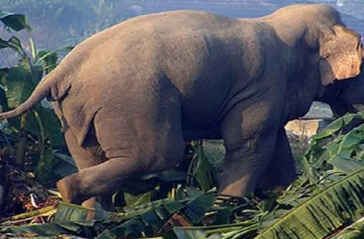 जङ्गली हात्ती गाउँ पसेपछि रातभर जाग्राम