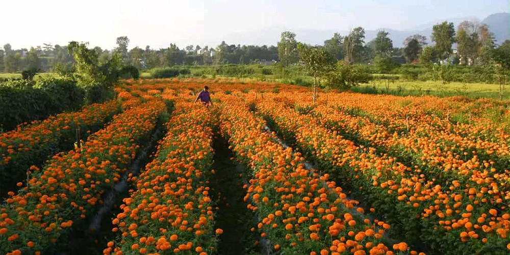 फूल खेतीलाई प्रोत्साहन गर्न प्लास्टिक माला प्रतिबन्ध