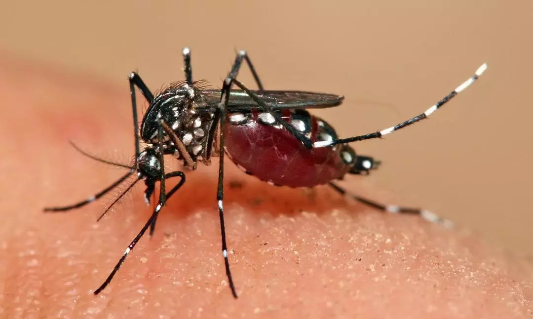 बैतडीमा १८ जनामा डेङ्गी सङ्क्रमण