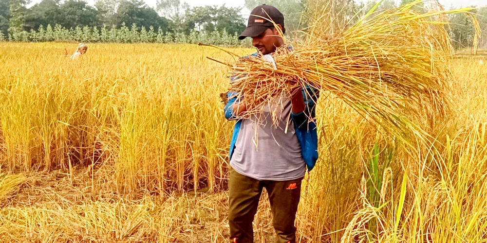 बाँके र बर्दियामा ८० प्रतिशत धान भित्र्याइयो
