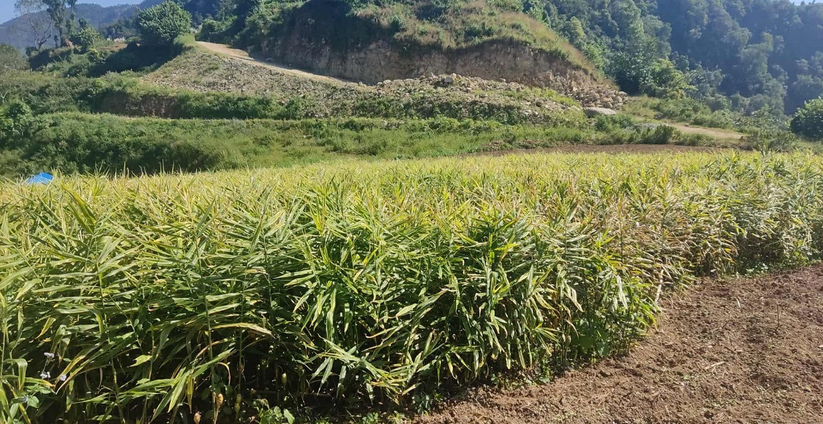 मूल्य खस्किएपछि अदुवा किसान मारमा