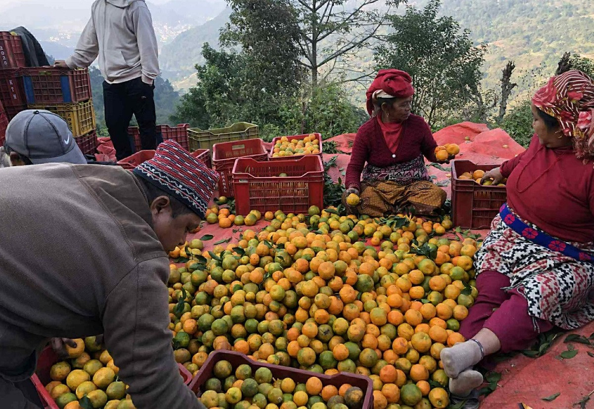 बेनीकोटमा उत्पादित सुन्तला ढुवानीमा समस्या