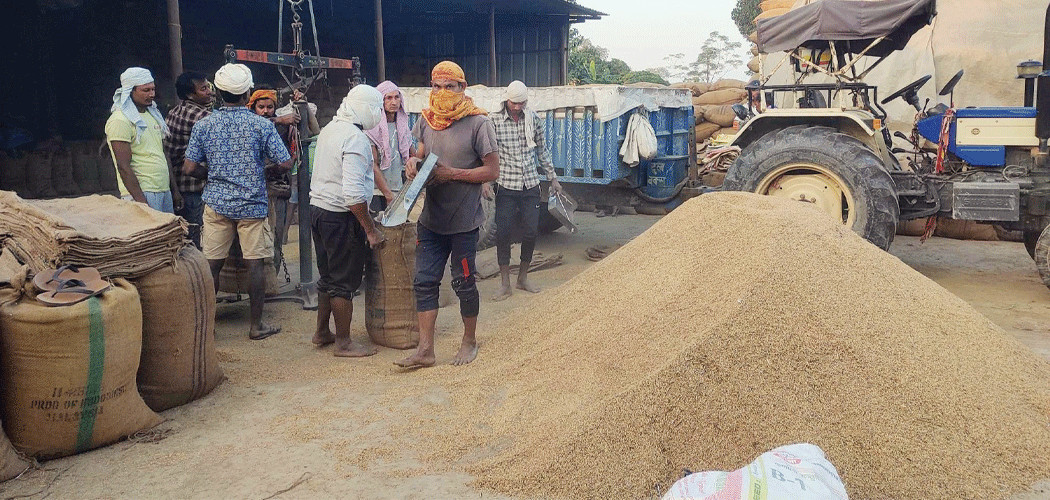 धनुषा र महोत्तरीबाट छ हजार क्विन्टलभन्दा बढी धान खरिद