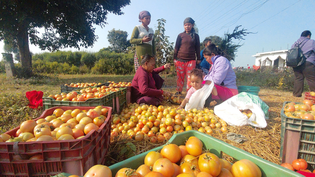 पूर्वीनाकाबाट गोलभेँडाको आयात ९३२ प्रतिशतले बढ्यो
