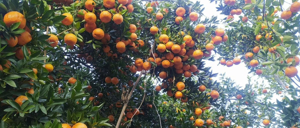 यस वर्ष पर्वतबाट ३२ करोडको सुन्तला निर्यात