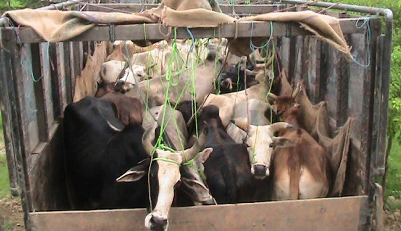 महोत्तरीको सम्सी नाकाबाट राष्ट्रिय जनावर गाईगोरूको तस्करी, एकै राति भारत पुर्याइँका २५०  गाईगोरू एसएसबीको  नियन्त्रणमा