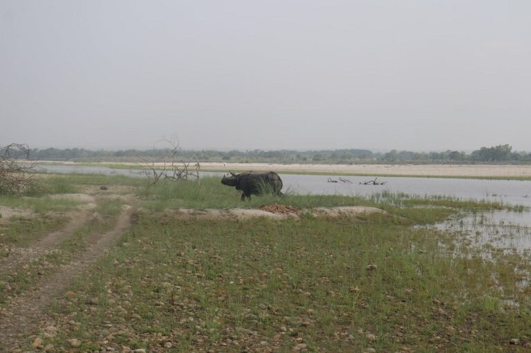 गैंडाकाे आक्रमणबाट युवक घाइते