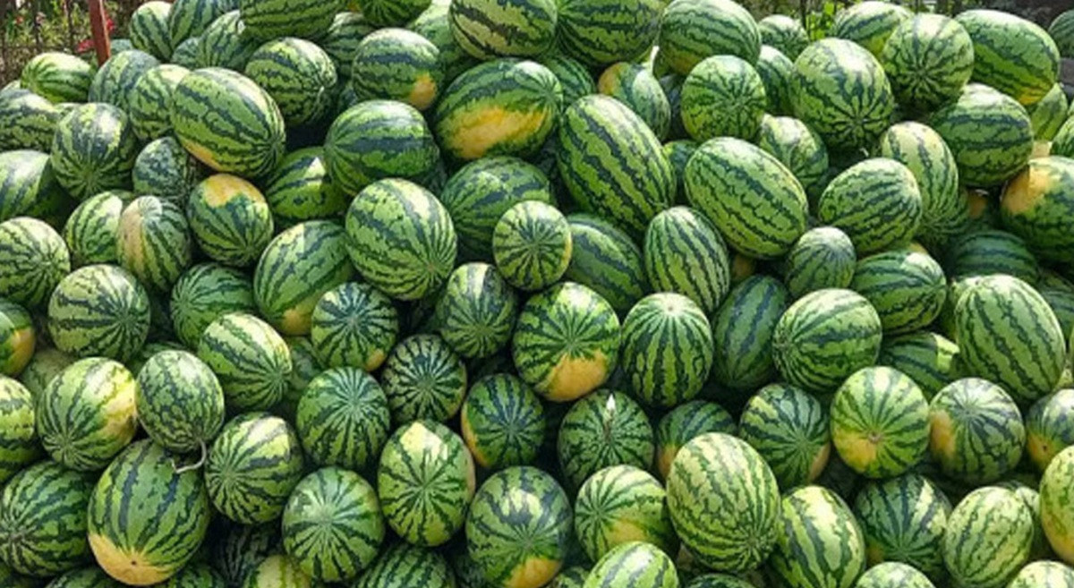 पोखरामा आठ सय रोपनीमा तरबुजाखेती विस्तार हुँदै