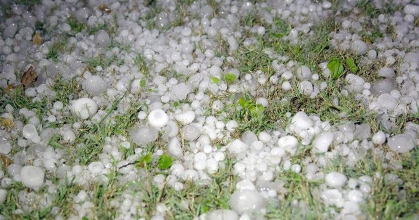 असिनाले फलफूल र तरकारी बालीमा क्षति