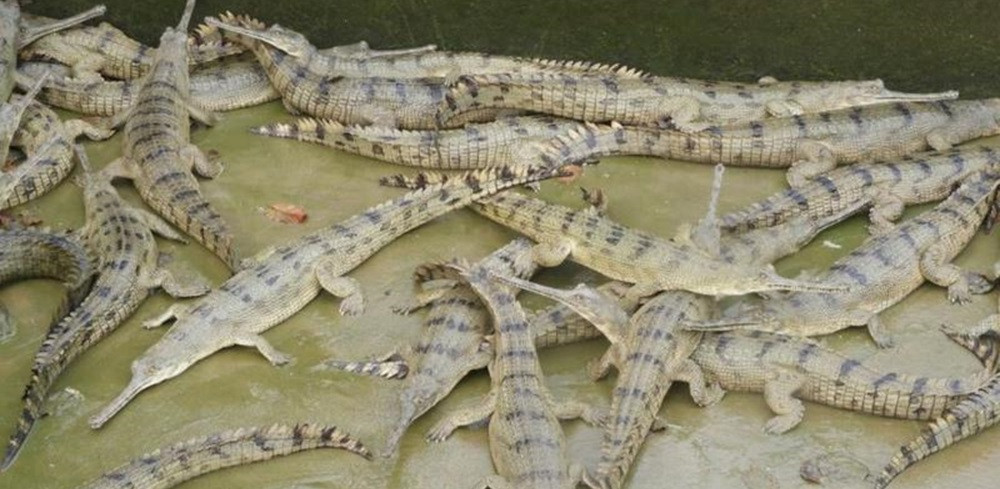 दुई सय पाँच गोही राप्तीमा छाडियो