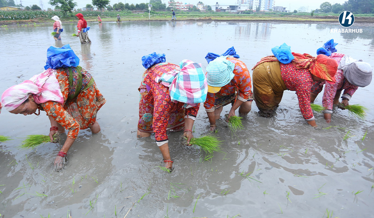 देशभर ५० प्रतिशत धान रोपाइँ सम्पन्न