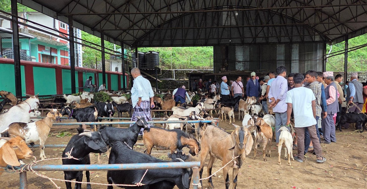 चाडपर्व नजिकिएसँगै खसीबोकाको कारोबार बढ्यो