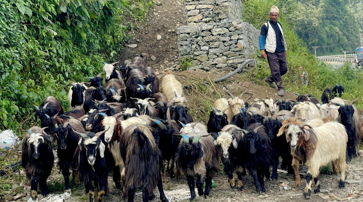 पोखरा आइपुग्यो डोल्पाका भेडाच्याङ्ग्रा