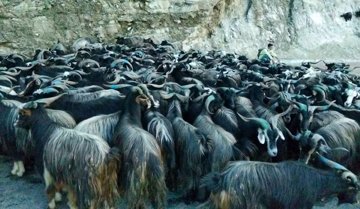 पोखरामा दसैँका लागि भेडाच्याङग्रा बिक्री गर्न हाटबजार सञ्चालन